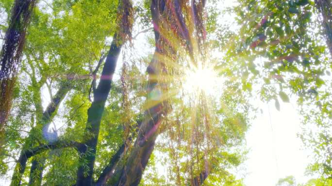 唯美阳光穿过大榕树须  大榕树树须透光
