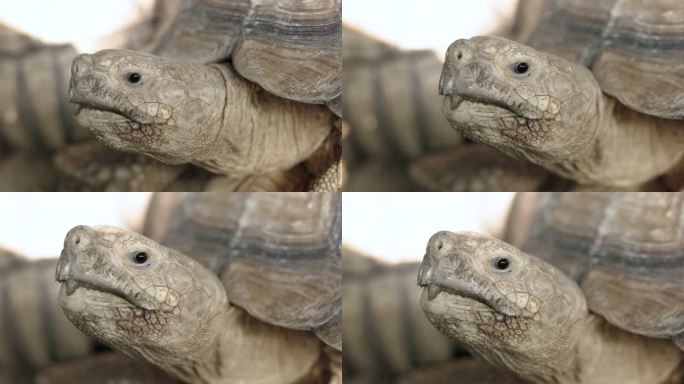 大型苏尔卡塔乌龟龟