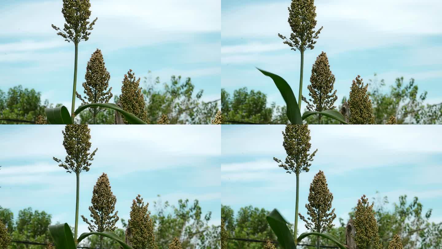 原创实拍素材高粱特写高粱地