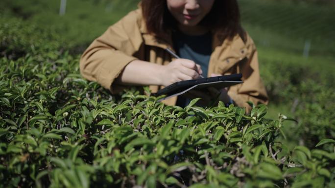 茶农利用数字平板电脑研究和分析茶园茶叶