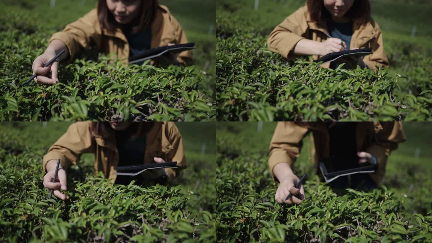 茶农利用数字平板电脑研究和分析茶园茶叶