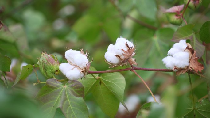 长绒棉棉花桃