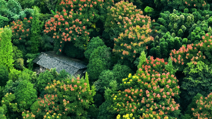 唯美意境栾树花开树林中人家世外桃源