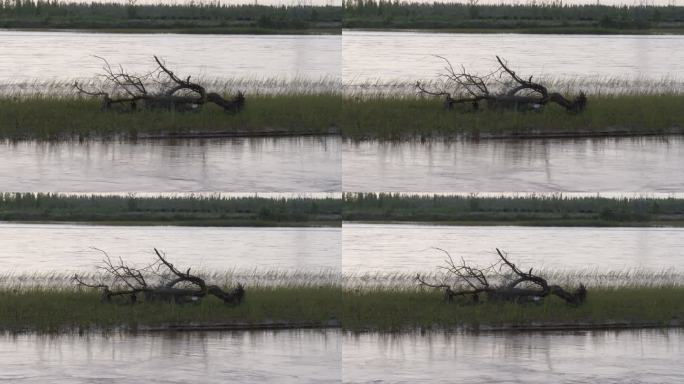 黄河沙洲中的枯木