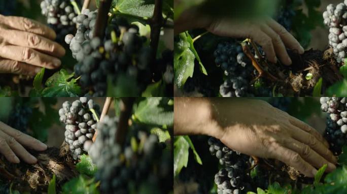 种植基地 采摘 葡萄 葡萄特写 手摸葡萄