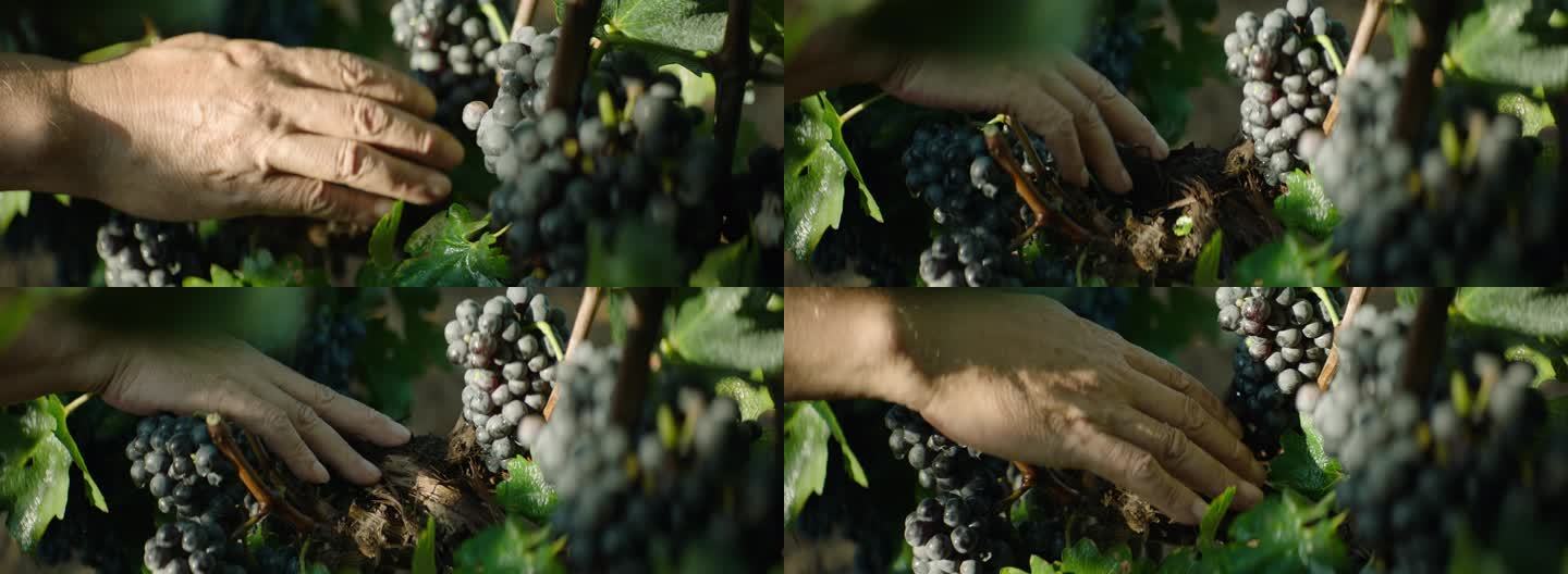 种植基地 采摘 葡萄 葡萄特写 手摸葡萄