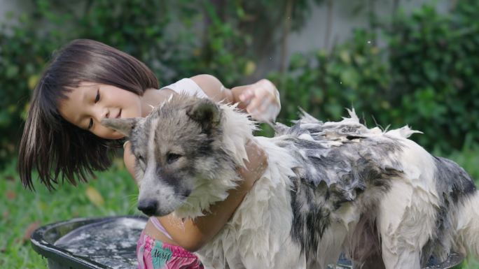 女孩（6-7岁）在后院给她的狗洗澡。