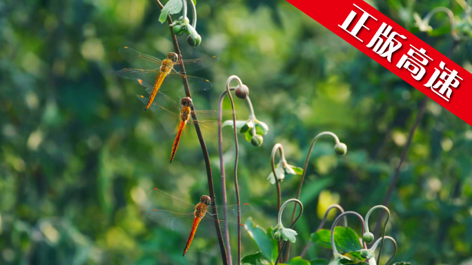 蜻蜓昆虫森林自然大自然夏天动物飞翔翅膀虫