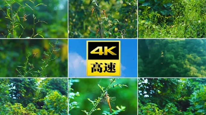 蜻蜓昆虫森林自然大自然夏天动物飞翔翅膀虫