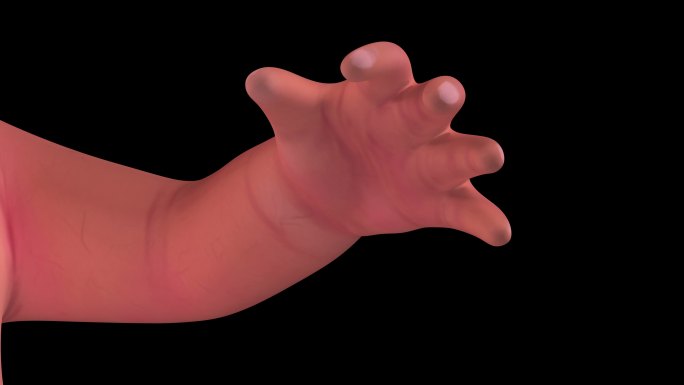 人类婴儿胚胎4K胎儿母体发育三维动画