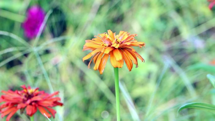 湿地公园花海百花绽放