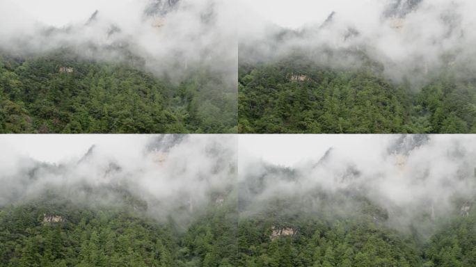 白云下被森林覆盖的高山