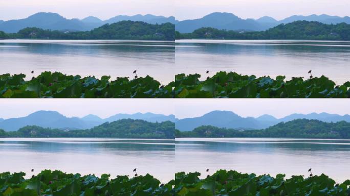航拍傍晚杭州西湖美丽的湖光山色