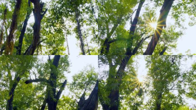 唯美阳光穿过大榕树须  大榕树树须透光