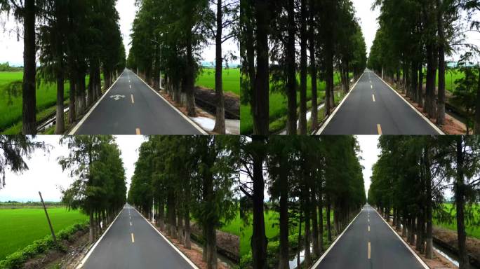 汽车笔直的树林公路