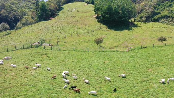 航拍白山羊羊群在高山草场吃草