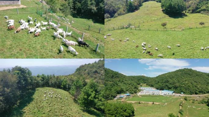 航拍白山羊羊群在高山草场吃草