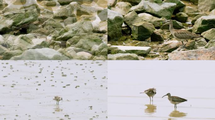 旅鸟中杓鹬：海边浅滩岩石间觅食洗澡晾翅