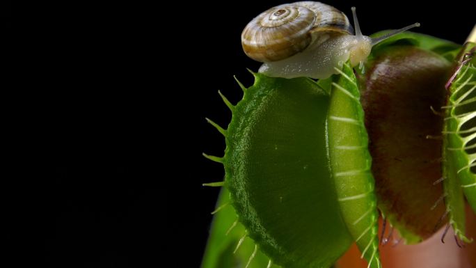 维纳斯捕蝇草捉住一只蜗牛