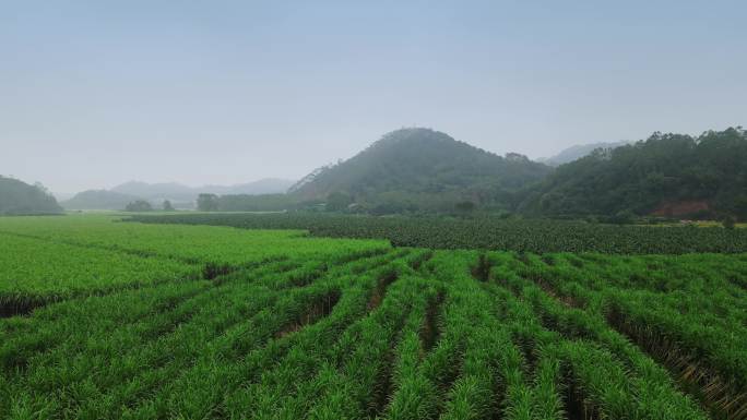 甘蔗种植基地13