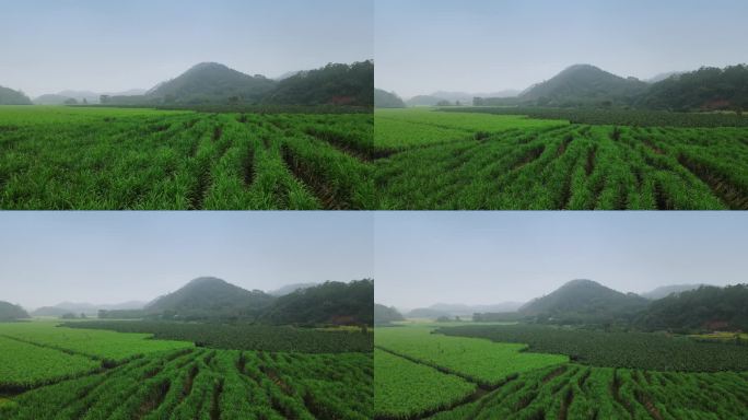 甘蔗种植基地13