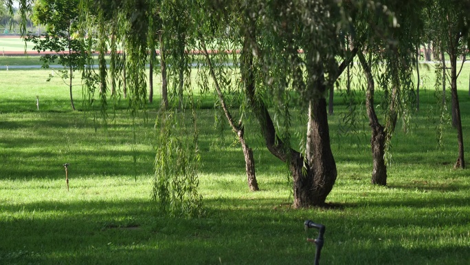 唯美草地上的大树