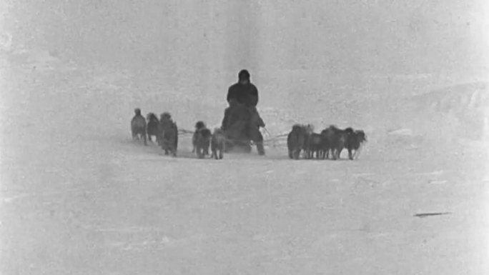 早期雪橇犬视频素材