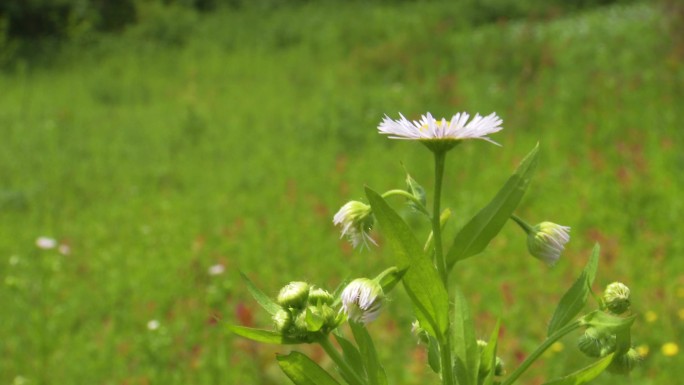 洋甘菊野花盛开在绿草地上实拍