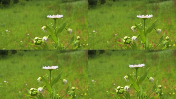 洋甘菊野花盛开在绿草地上实拍