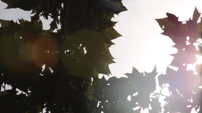 树叶阳光阳光透过树叶空镜头