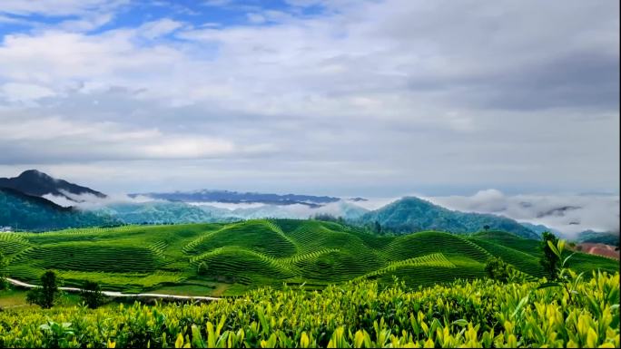 茶园美景