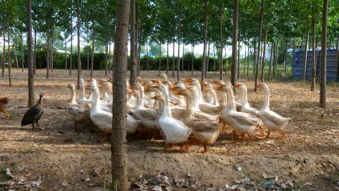散养大鹅 白鹅