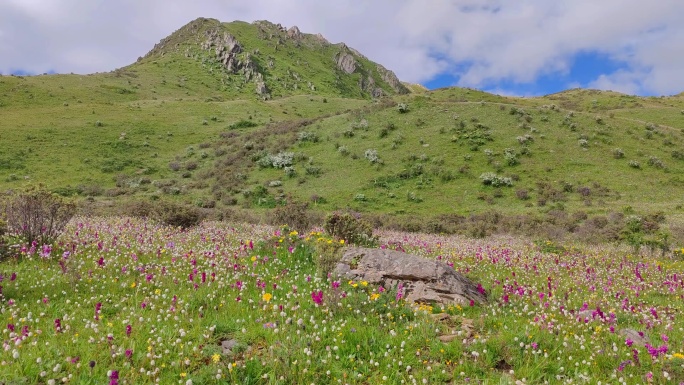 四川阿坝雅克夏雪山高山花海