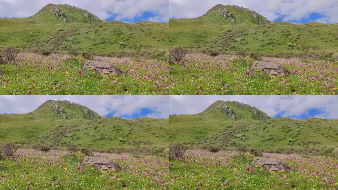 四川阿坝雅克夏雪山高山花海