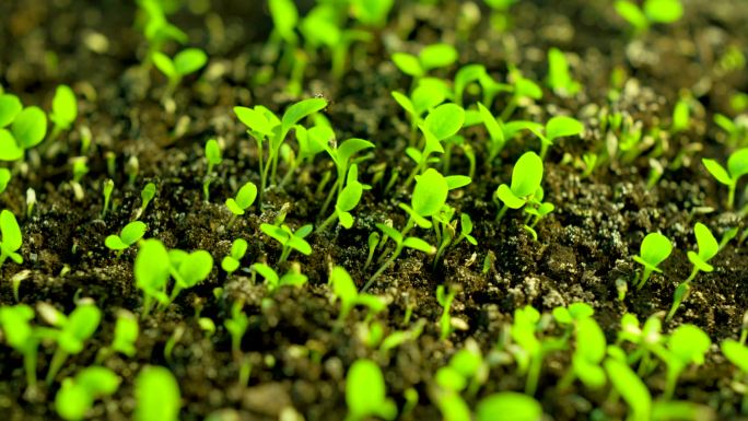 生菜发芽时间土壤植物生长幼苗