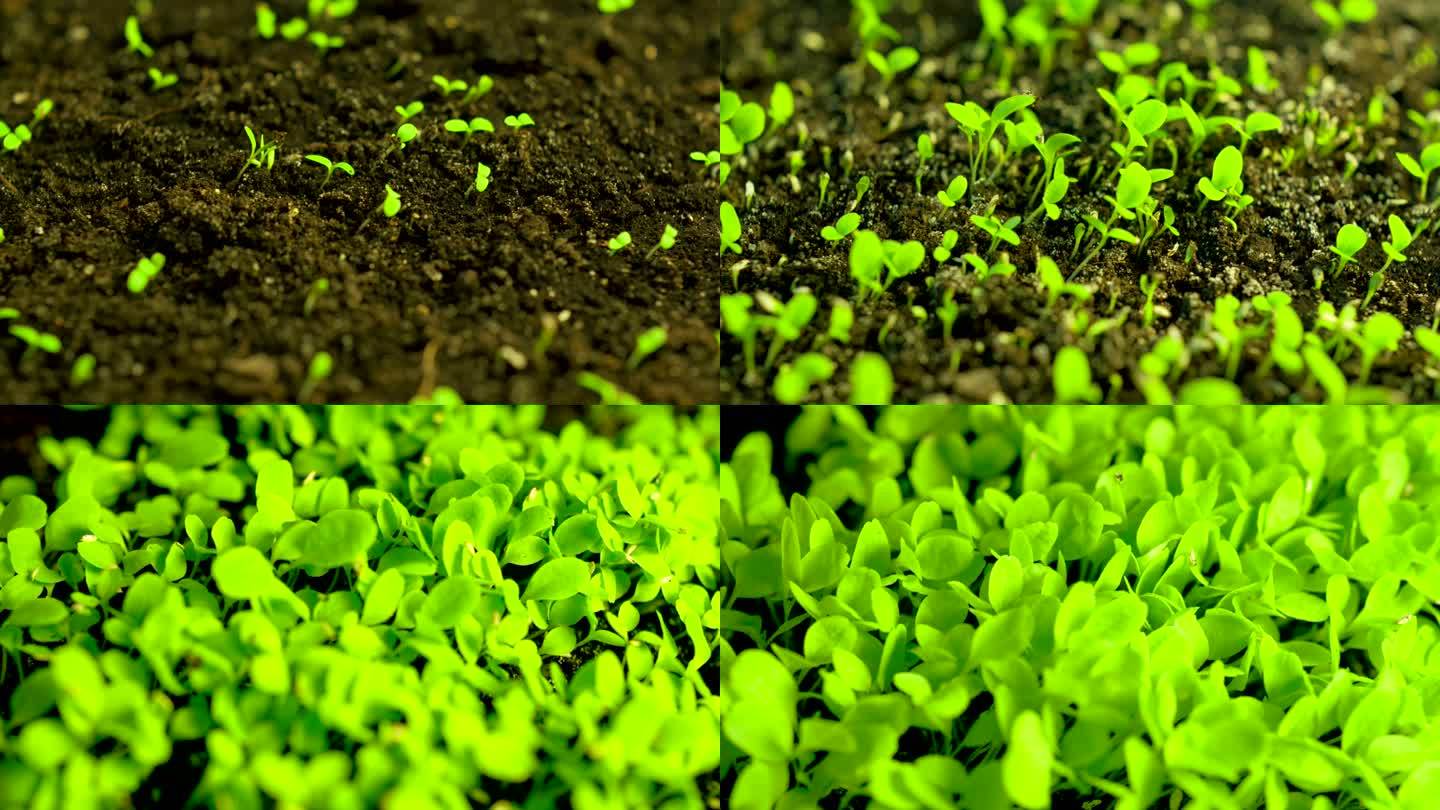 生菜发芽时间土壤植物生长幼苗
