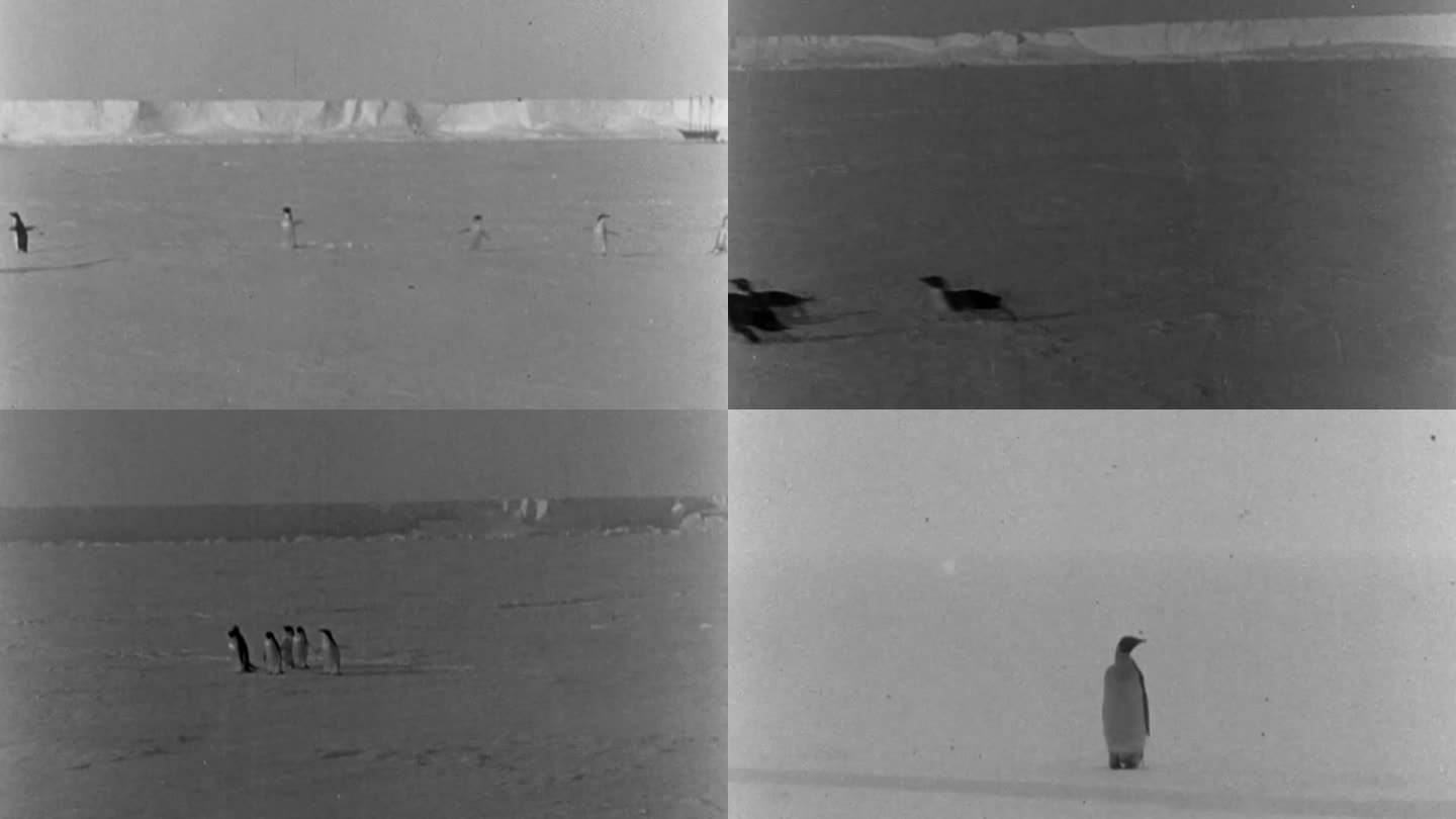 早期企鹅视频素材