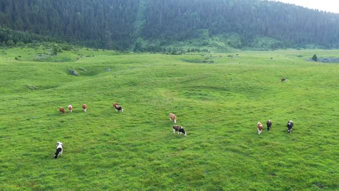 田野里的奶牛天然牧场新西兰有机牧场