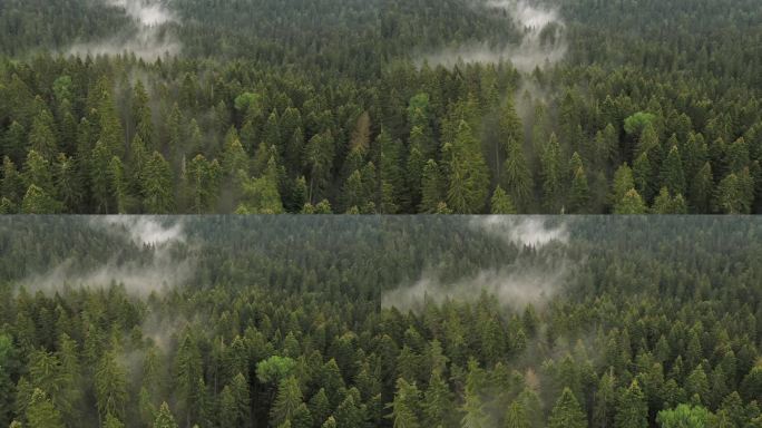 森林空气新鲜清晨森林资源保护