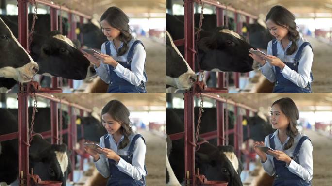 女农民在奶牛场使用数字平板电脑