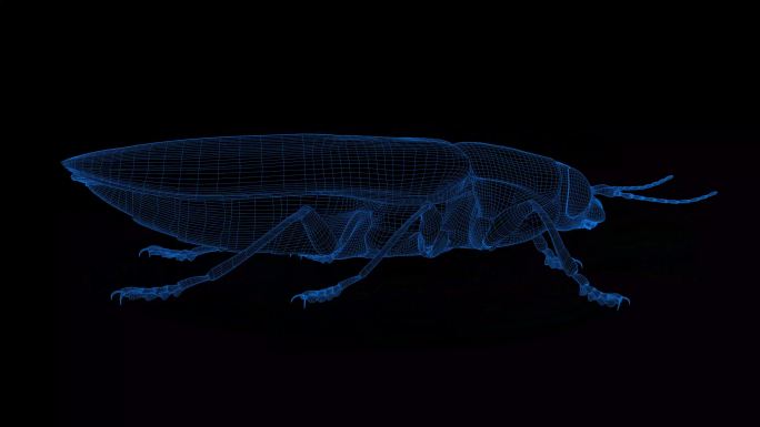 4k蓝色全息科技线框昆虫素材带通道