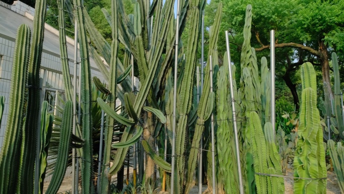 沙漠植物沙生植物园仙人球仙人掌