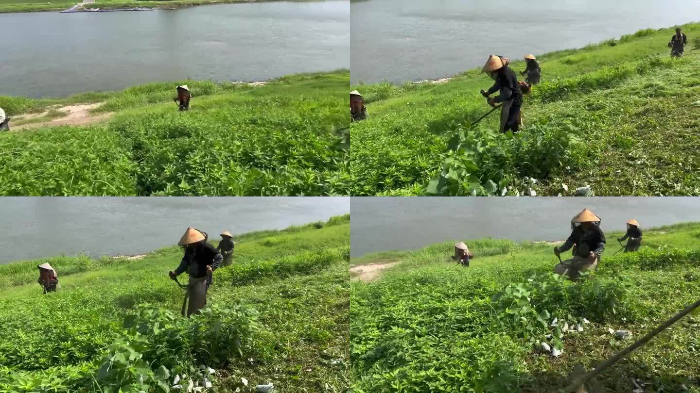 机械除草割草 农民除草 割草