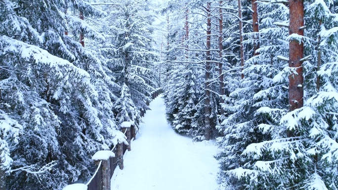 雪地里的针叶林、篱笆和小路。