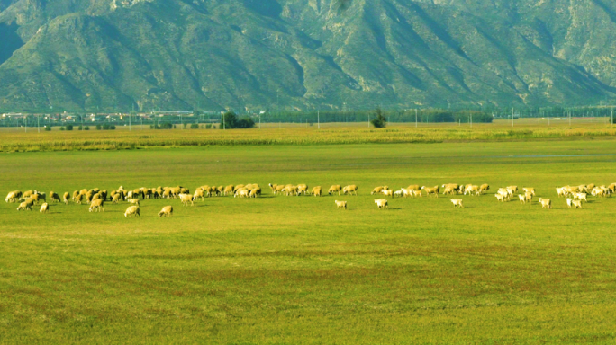 羊群 草原 羊吃草 畜牧