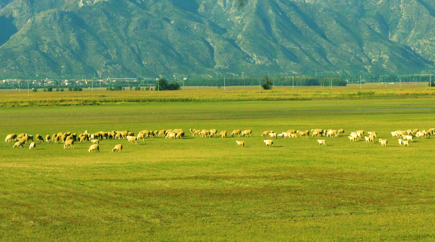 羊群 草原 羊吃草 畜牧