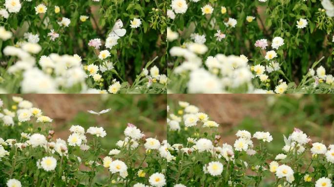 蝴蝶采蜜、飞舞