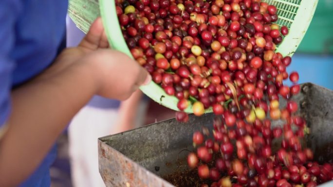 新鲜咖啡樱桃洗净加工。农民清洗黄色和红色有机咖啡水果。
