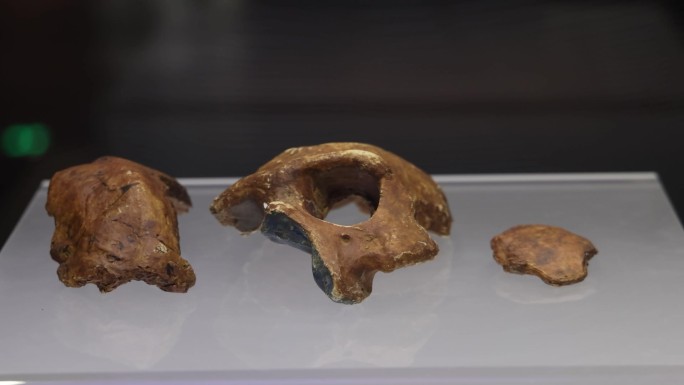 古猿人头盖骨 人类头盖骨 人类演化