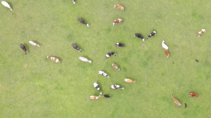 奶牛群空中鸣叫草原放牧农牧业产业化